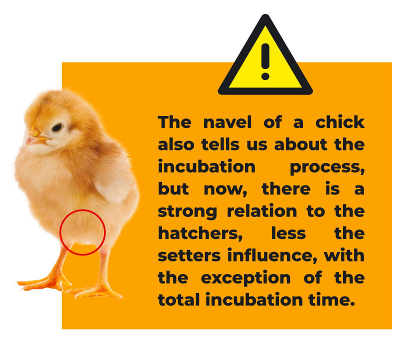 Chicks Png Picture (black, white, orange, gray)