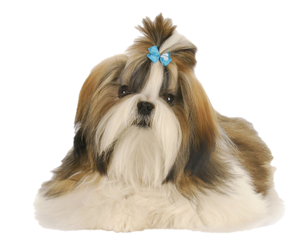 Shih Tzu Png Clipart (black, pink, silver)