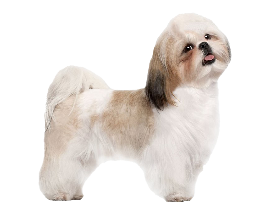 Shih Tzu Png File (beige, white)