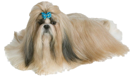 Shih Tzu Png Free Download (black, silver, beige, gray)