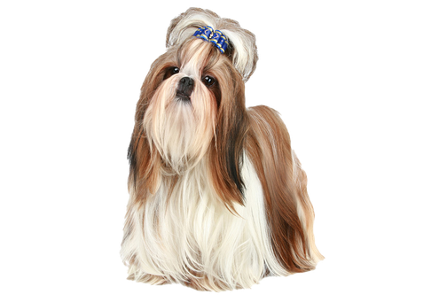 Shih Tzu Png Photo (black, beige, silver)