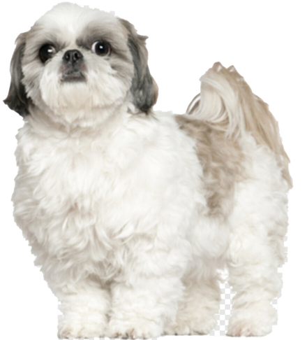 Shih Tzu Png Photos (black, beige, white)