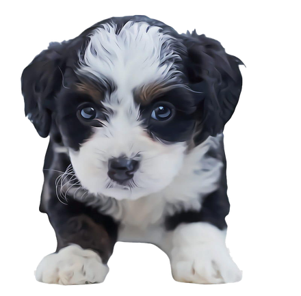 Shih Tzu Puppy Png Clipart (black, indigo, silver)