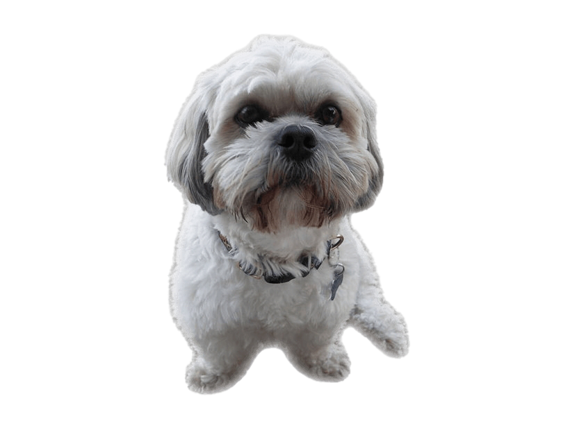 Shih Tzu Puppy Png File (lavender, white)