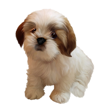 Shih Tzu Puppy Png Image (black, silver, gray)