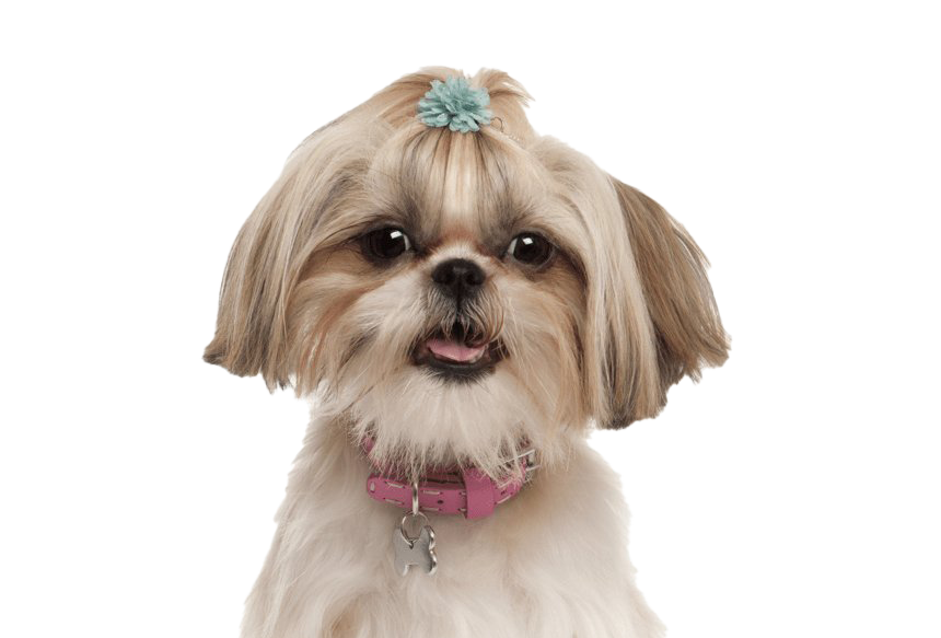 Shih Tzu Puppy Png Photos (beige, pink, silver, white)