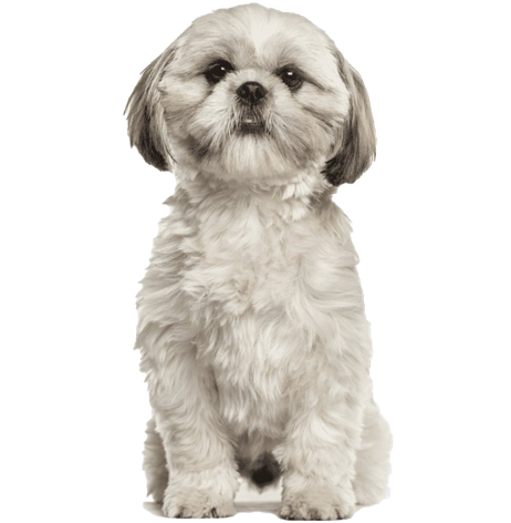 Shih Tzu Puppy Png Picture (black, silver, beige)