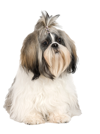 Shih Tzu Puppy Png Transparent Image (black, beige)