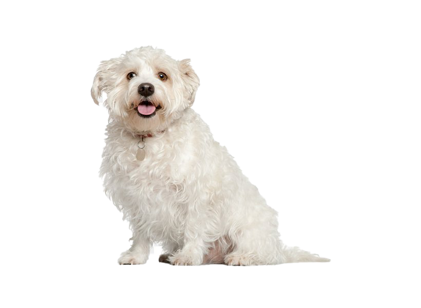 Shih Tzu Puppy Transparent Png (beige, white)