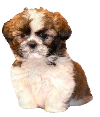 Shih Tzu Transparent Background (black, beige, silver, white)