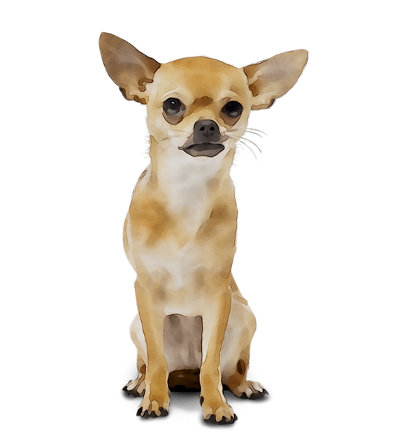 Chihuahua Download Png Image (black, silver)