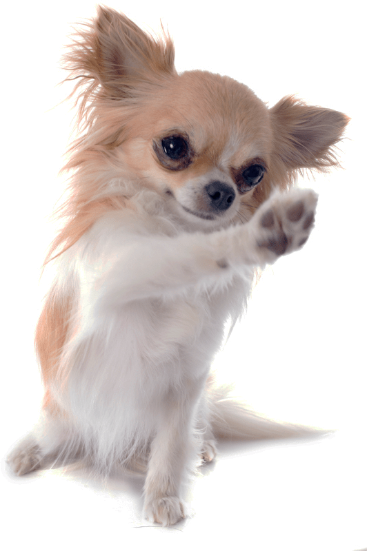 Chihuahua Png Free Download (gray)