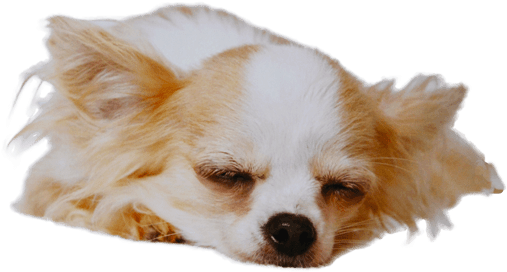 Chihuahua Png Image (black, silver)