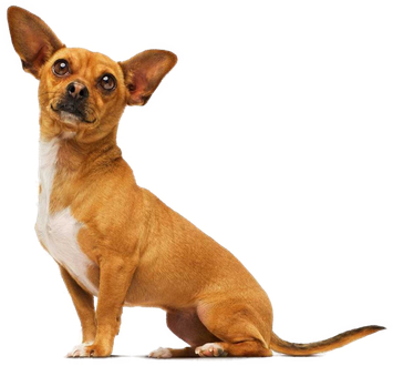 Chihuahua Png Isolated File (black, chocolate, silver)