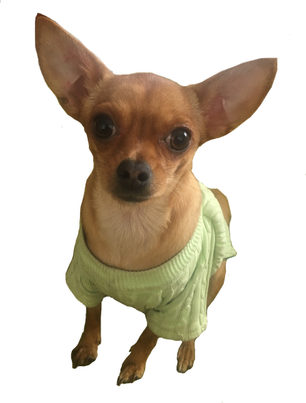 Chihuahua Png Isolated Pic (black)