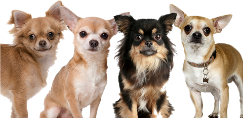 Chihuahua Png Transparent (black, olive)