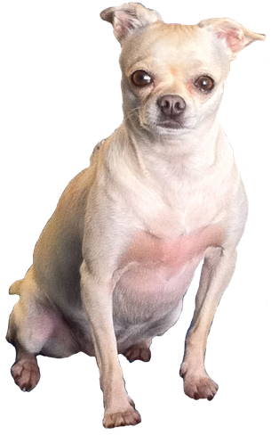 Chihuahua Transparent Png (black, beige)