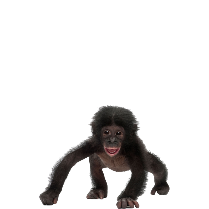 Chimpanzee Png Hd (black)