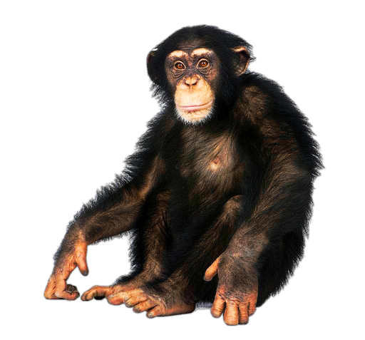 Chimpanzee Png Isolated Pic (black)