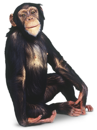 Chimpanzee Png Picture (black)