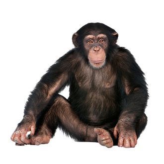 Chimpanzee Png (black, indigo)