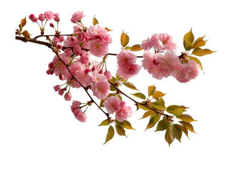 Chinese Flower Png Picture (black)