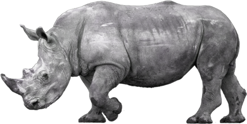 Rhinoceros Download Png Image (gray, black)