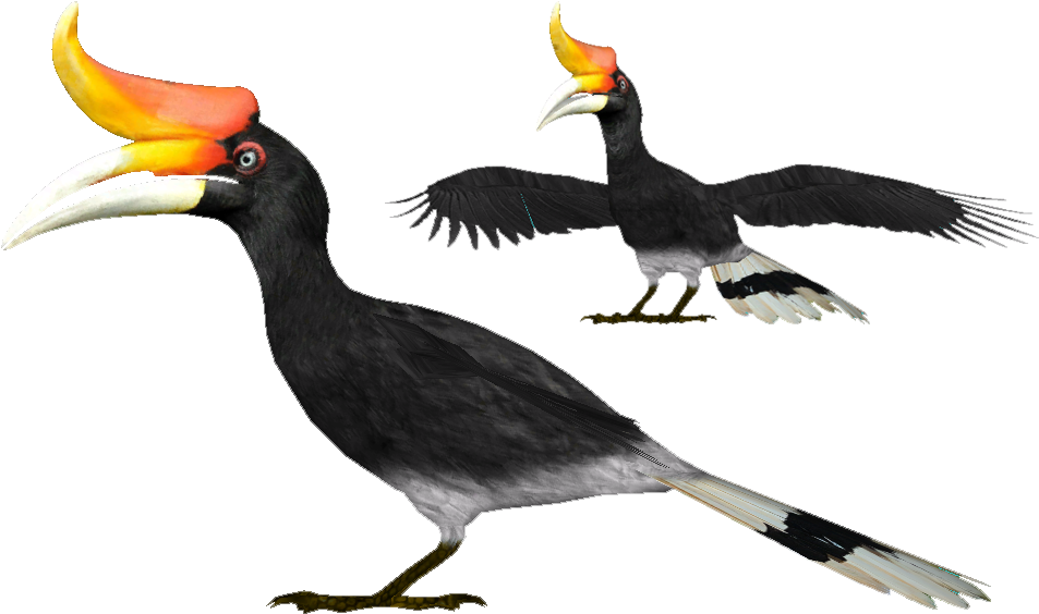 Rhinoceros Hornbill Png Photo (black)