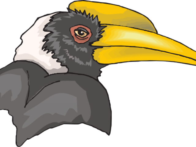 Rhinoceros Hornbill Png Photos (gray, black, white)