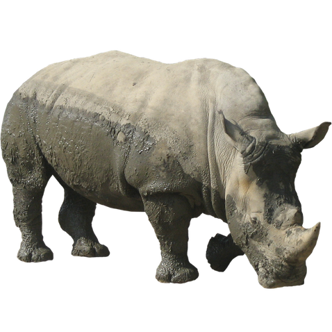 Rhinoceros Png Free Download (silver, black)