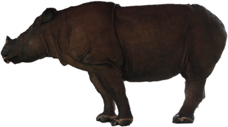 Rhinoceros Png Hd (black)