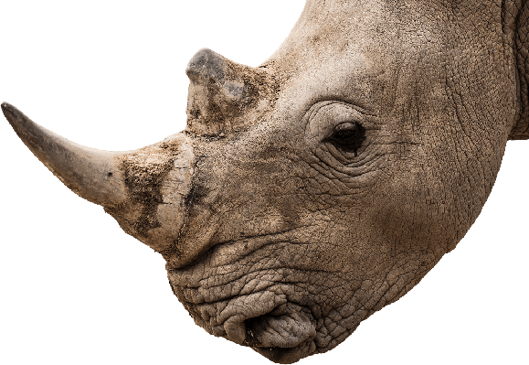 Rhinoceros Png Isolated Pic (gray, olive)