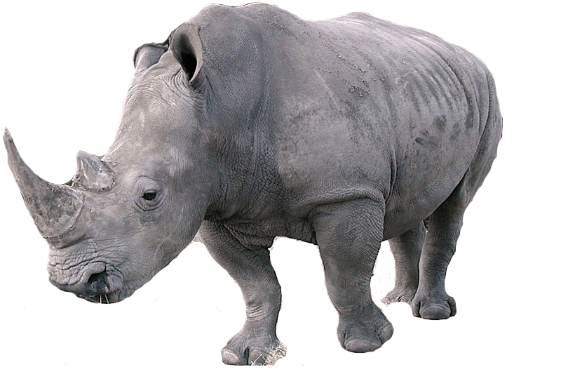 Rhinoceros Png Photo (gray, black)