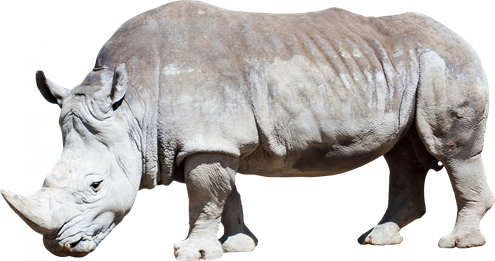 Rhinoceros Png Photos (lavender, black)