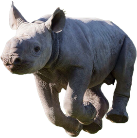 Rhinoceros Png Pic (gray, indigo, black)