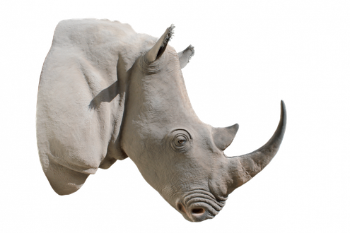 Rhinoceros Png Picture (silver, black)