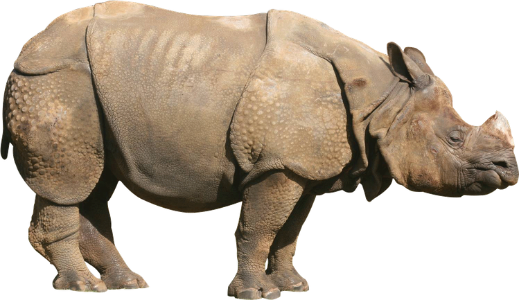 Rhinoceros Png Transparent (gray, indigo, silver, black)