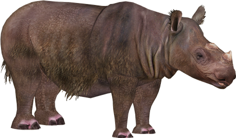 Rhinoceros Png (gray, black, maroon)