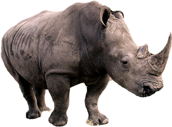 Rhinoceros Transparent Png (gray, indigo, black)