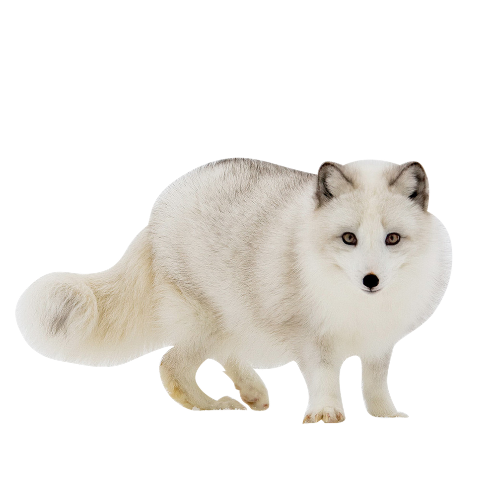 White Arctic Fox Transparent Png (black, silver, beige)