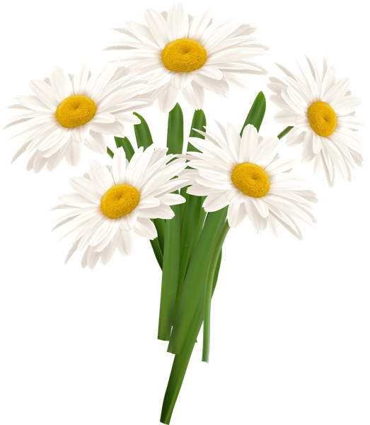 White Camomile Png (black, beige, white)