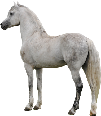 White Horse Png File (black, silver, gray)