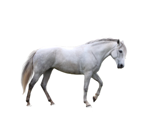 White Horse Png Hd (black, white, gray)