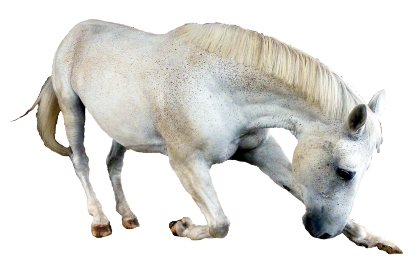 White Horse Png Image (black, white, beige)