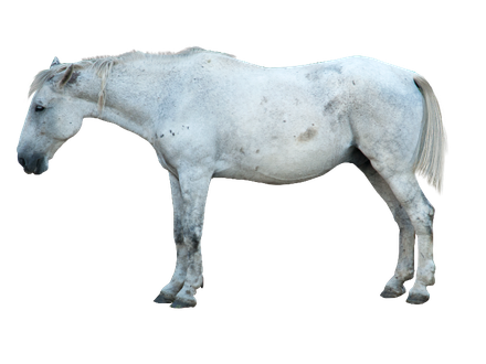 White Horse Png Photo (black, silver)