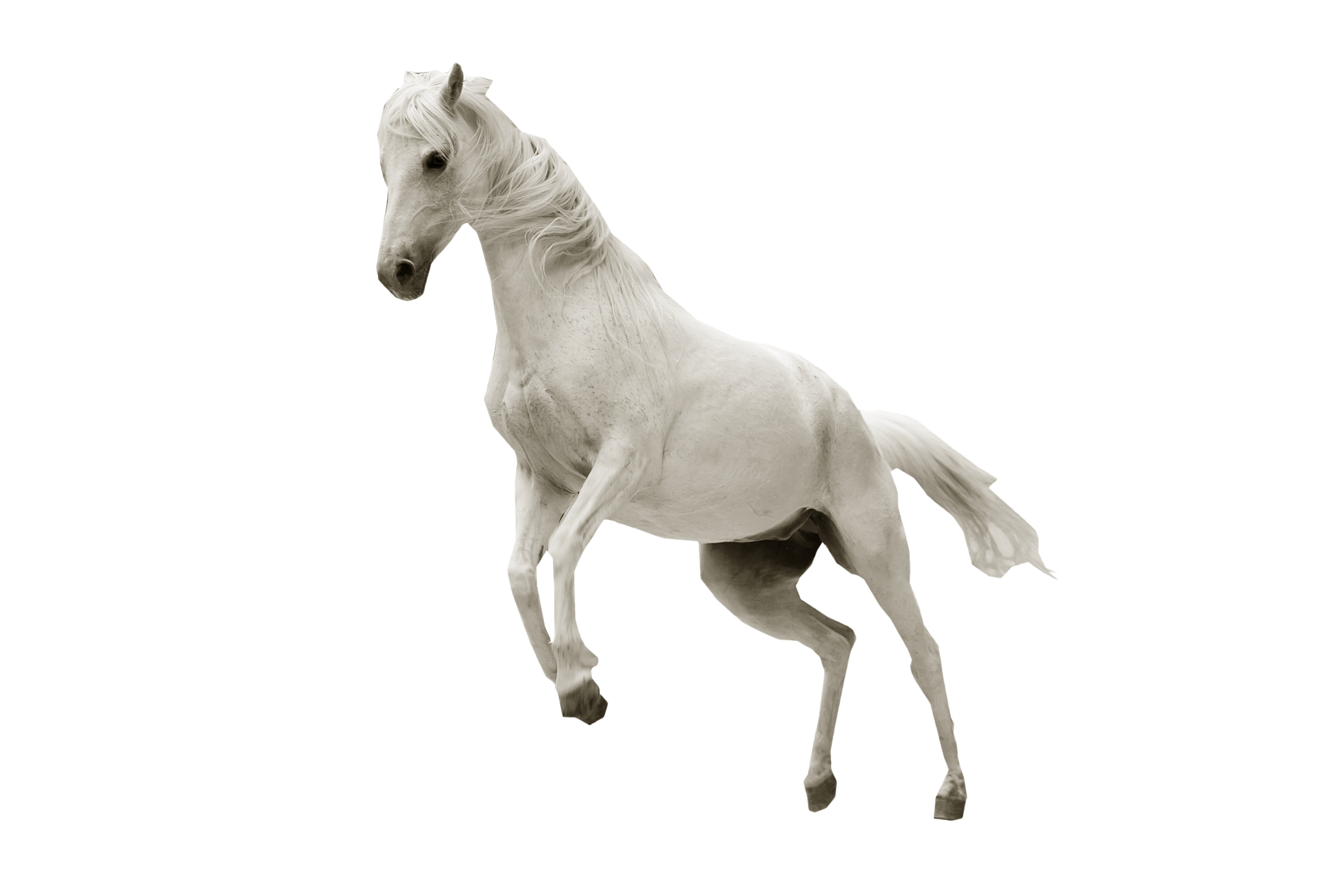 White Horse Png Photos (black, silver)