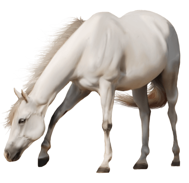 White Horse Png Pic (black, silver, beige)