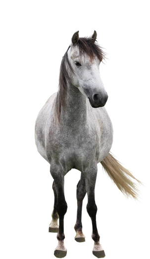 White Horse Png (black, silver, gray)