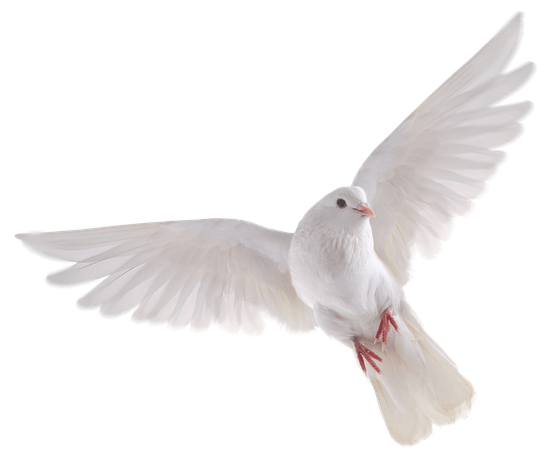 White Pigeon Png Hd (black, silver)