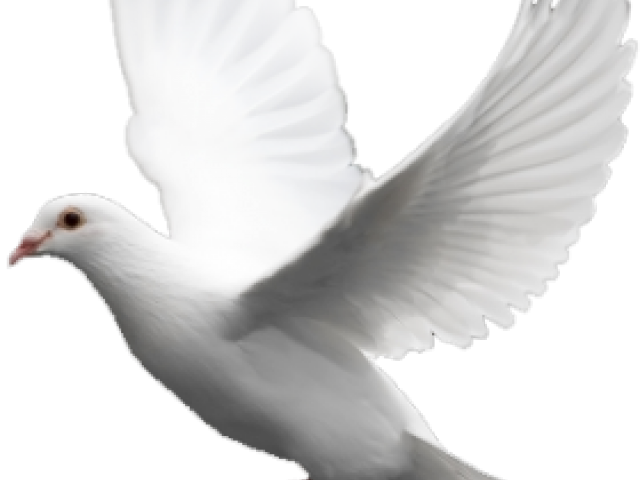 White Pigeon Png Image (lavender, black, silver, white)